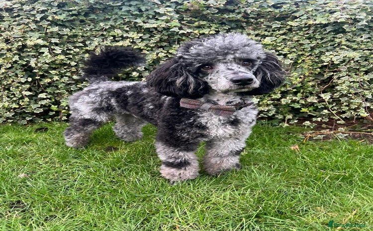 Miniature Poodle dogs - Advert 5
