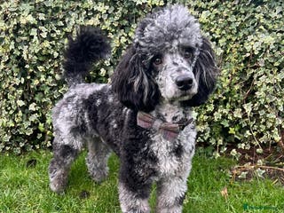 Miniature Poodle dogs Yogi Bear - Merle Miniature Poodle for Stud - Advert 14