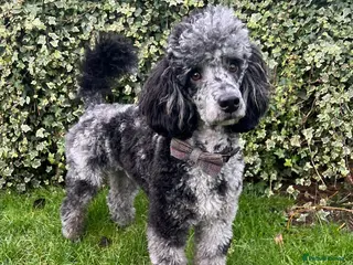 Miniature Poodle dogs Yogi Bear - Merle Miniature Poodle for Stud - Advert 5