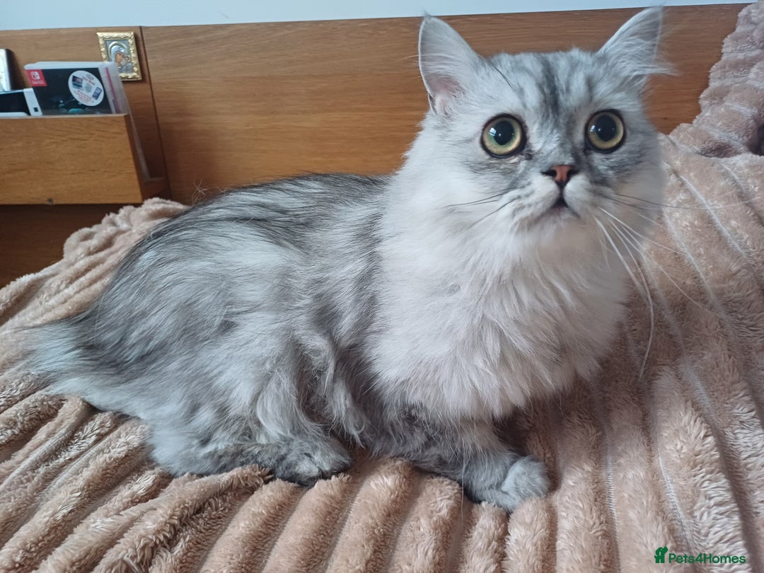 Persian cats for sale: Chinchilla persian 1 year. £250 - Image 9