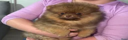 Pomeranian dogs for sale: 🐾✨ last Adorable Pomeranian Puppy For Sale ✨🐾 - Advert 7