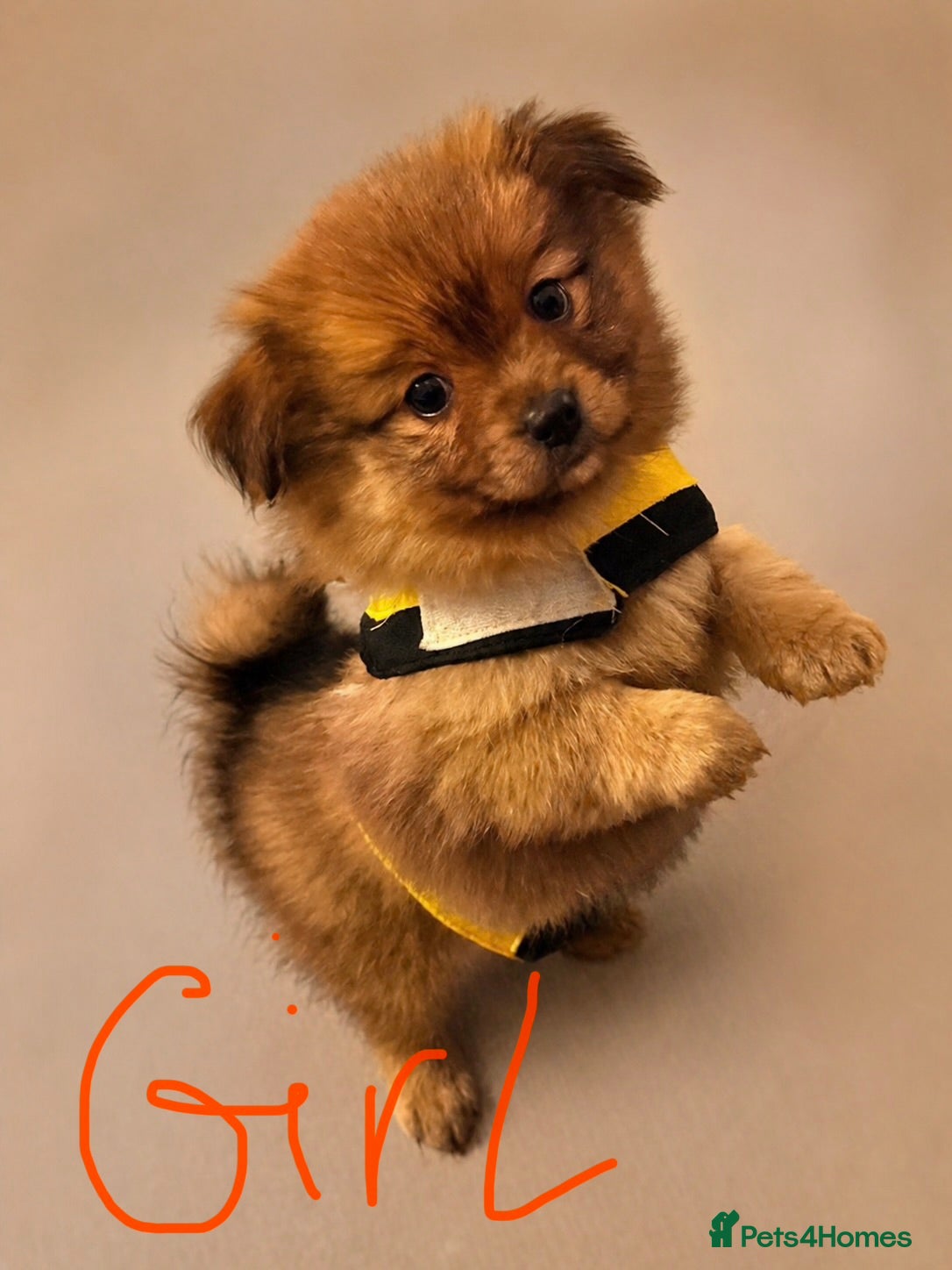 Pomchi dogs 💎 Luxury Teddy Bear Pomeranian Mix Puppies  - Advert 1