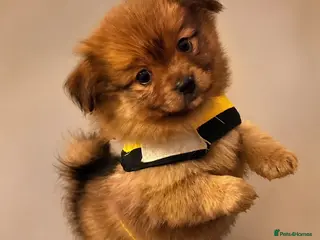 Pomchi dogs 💎 Luxury Teddy Bear Pomeranian Mix Puppies - Advert 1