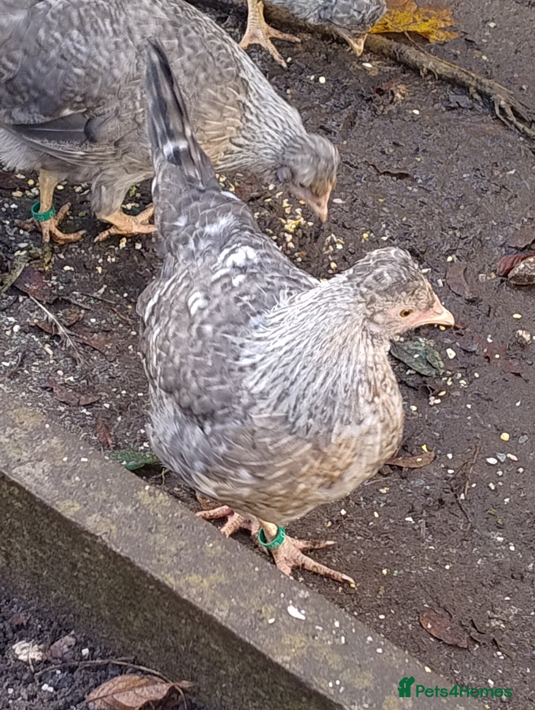 Chickens poultry for sale: Cream Legbar Hens Pol will Lay Blue Eggs - Advert 2