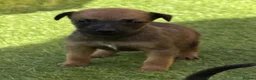 Mixed Breed dogs for sale: Bedlington whippet in Bradford - Advert 3