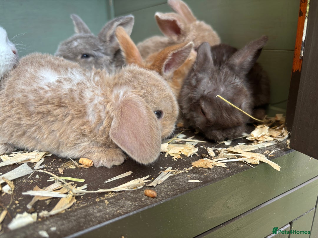 Mini Lop rabbits for sale: Mini Plush Lops - Image 5