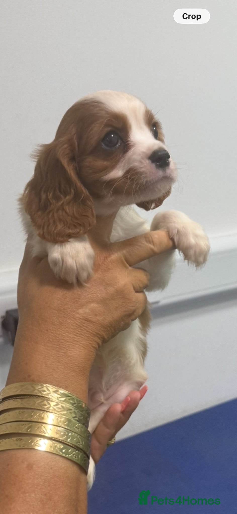 Cavalier King Charles Spaniel dogs 🐶Kc cavalier dna clear puppies 🐶3 boys left - Advert 2