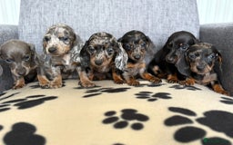 Dachshund dogs for sale: Miniature Dachshund puppies  - Image 4