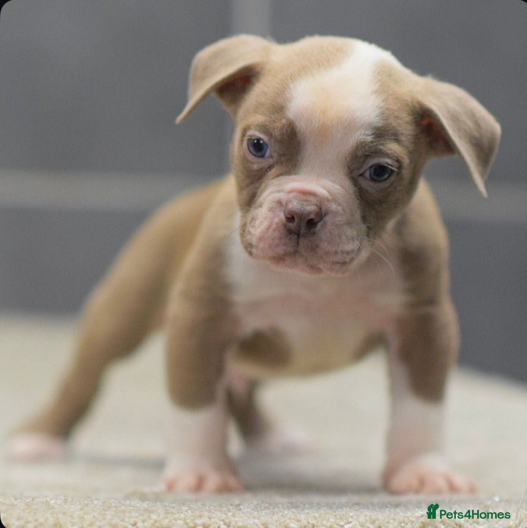 Olde English Bulldogge dogs for sale: 5⭐️COUNCIL APPROVED,LICENSED, 23 YEARS EXPERIENCE. - Advert 3