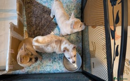 Mixed Breed dogs for sale: 3x Female French Bulldog X Chow Chow puppies.   - Advert 21