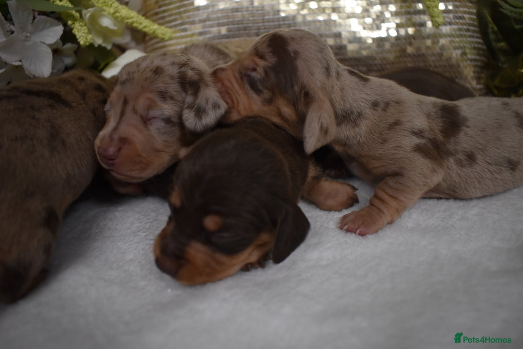 Miniature Dachshund dogs for sale: KC Smooth Coat Miniature Dachshund Puppies - Advert 8