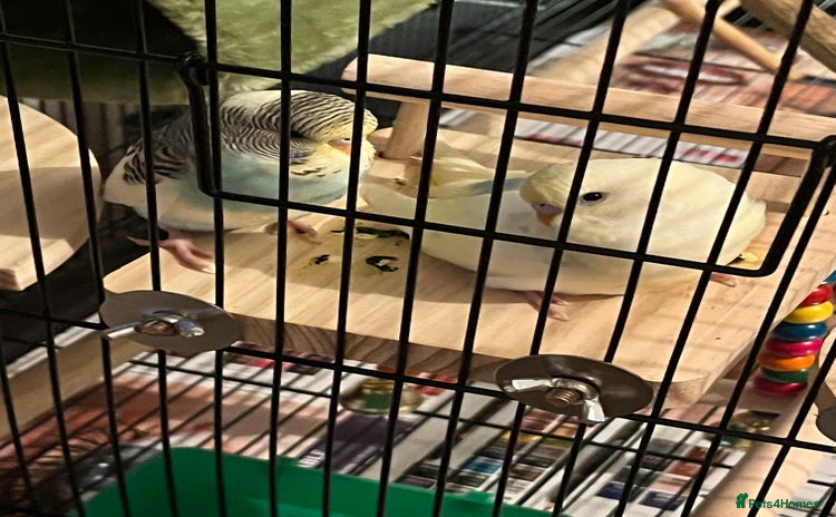 Budgerigars birds 2 budgies - Advert 1