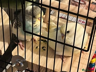 Budgerigars birds for sale: 2 budgies - Advert 1