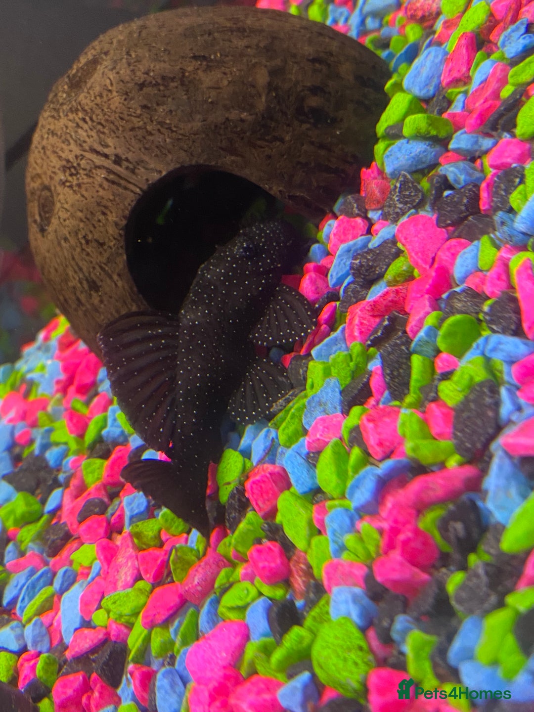 Plecos fish for sale: Peppermint plecos  - Advert 2