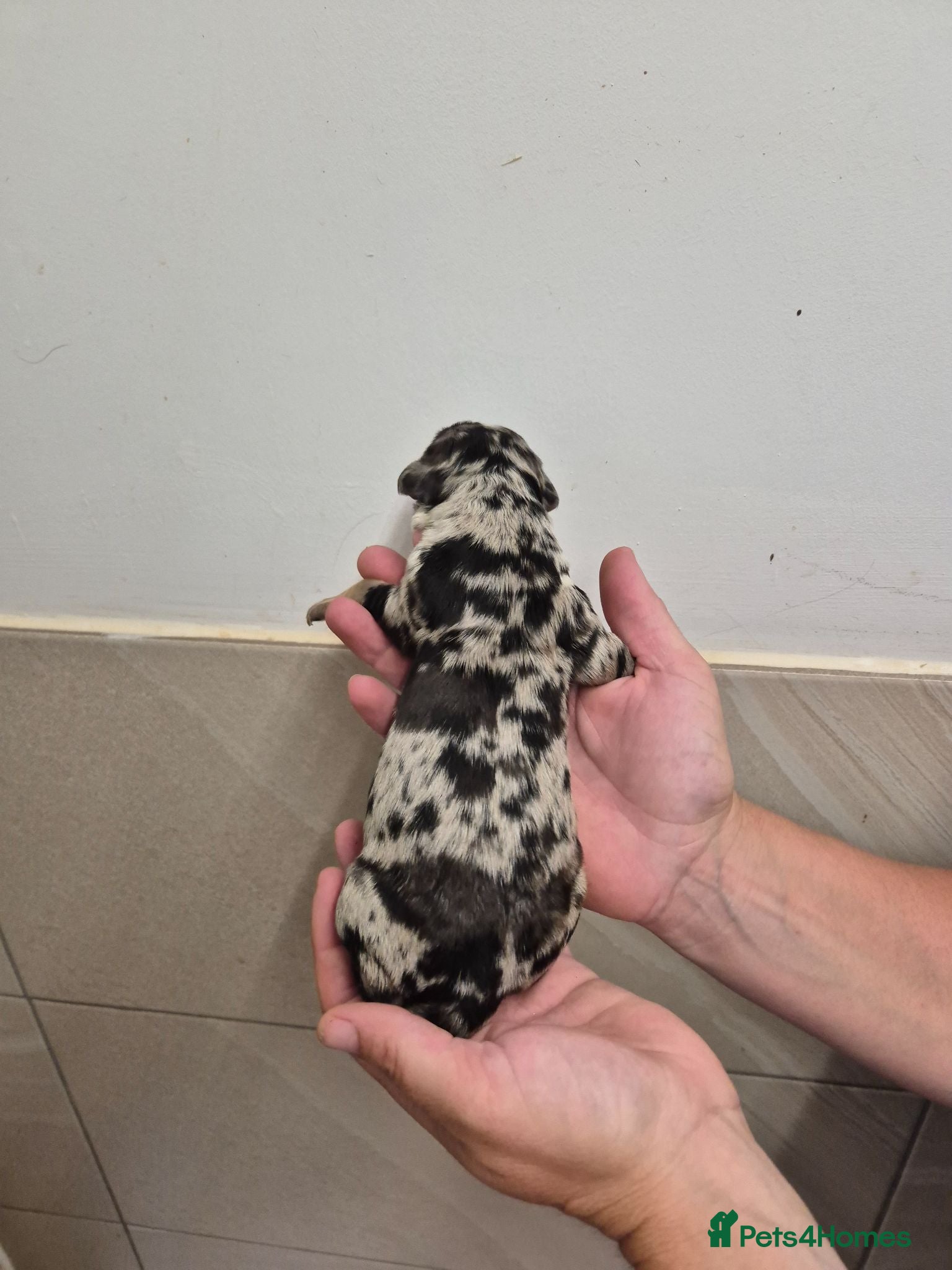 Mixed Breed dogs Dakota Sport Retriever (Special Colours) - Advert 1