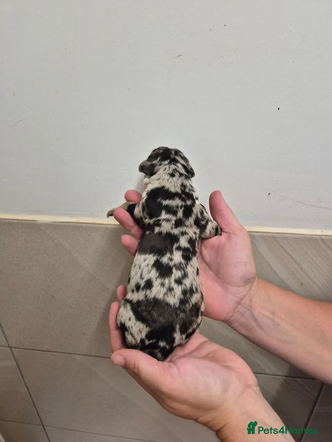 Mixed Breed dogs for sale: Dakota Sport Retriever (Special Colours) - Advert 1