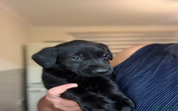 Labrador Retriever dogs for sale: Black/fox Labrador kc with 5 wks free insurance  - Image 19