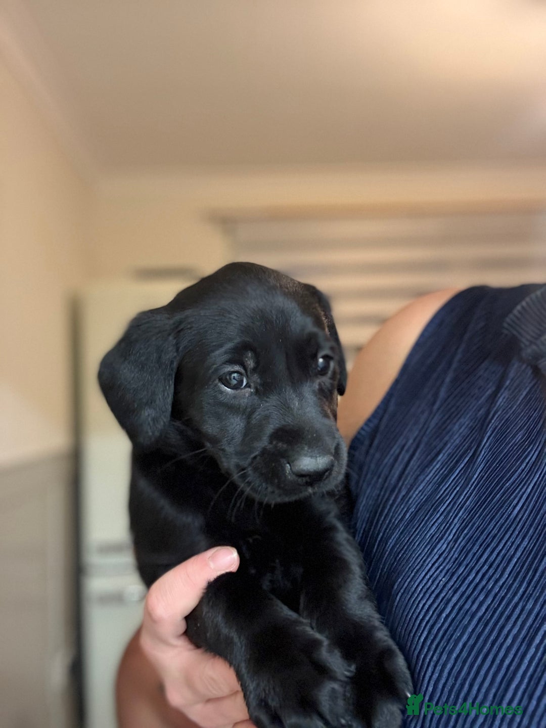 Labrador Retriever dogs for sale: Black/fox Labrador kc with 5 wks free insurance  - Image 19