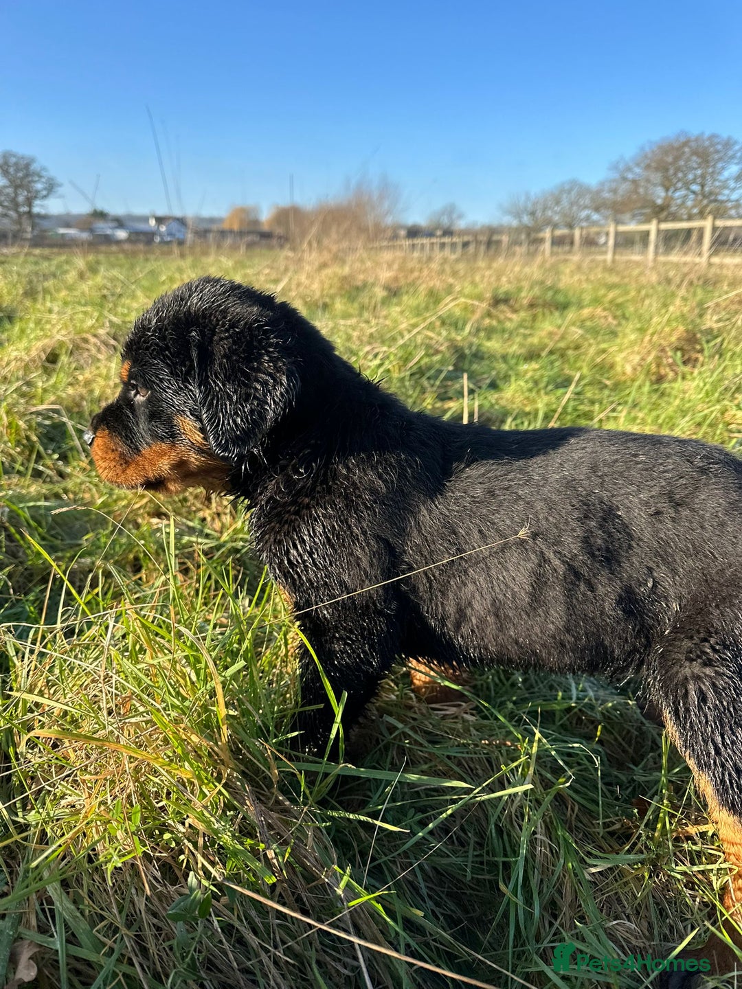 Rottweiler dogs for sale: Stunning chunky Rottweiler puppies - Advert 21