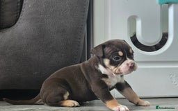 Olde English Bulldogge dogs for sale: Old English bulldog puppies  - Image 6