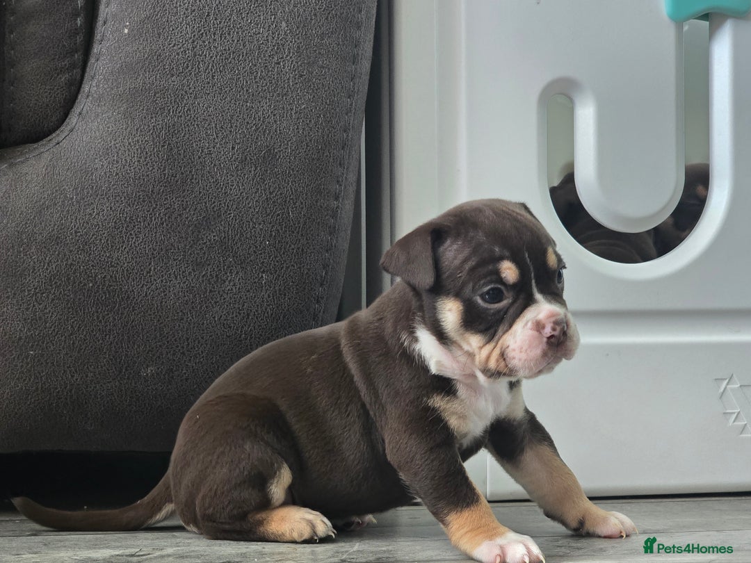 Olde English Bulldogge dogs for sale: Old English bulldog puppies  - Image 6