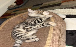 Bengal cats for sale: Half Bengal Kittens - Image 20