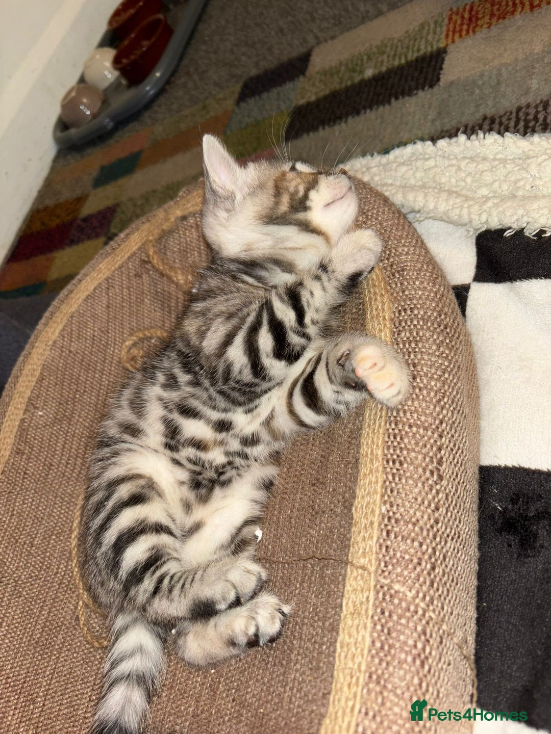 Bengal cats for sale: Half Bengal Kittens - Image 20