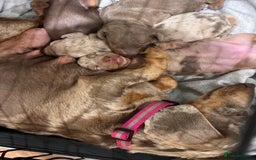 Miniature Dachshund dogs for sale: Beautiful litter of puppy’s  - Image 9