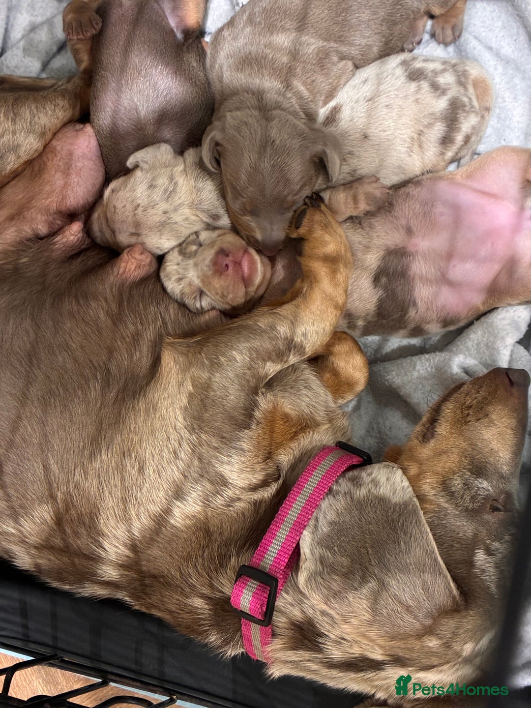 Miniature Dachshund dogs for sale: Beautiful litter of puppy’s  - Image 9