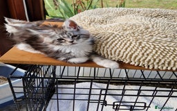 Maine Coon cats for sale: Beautiful maine coon kittens  - Image 12