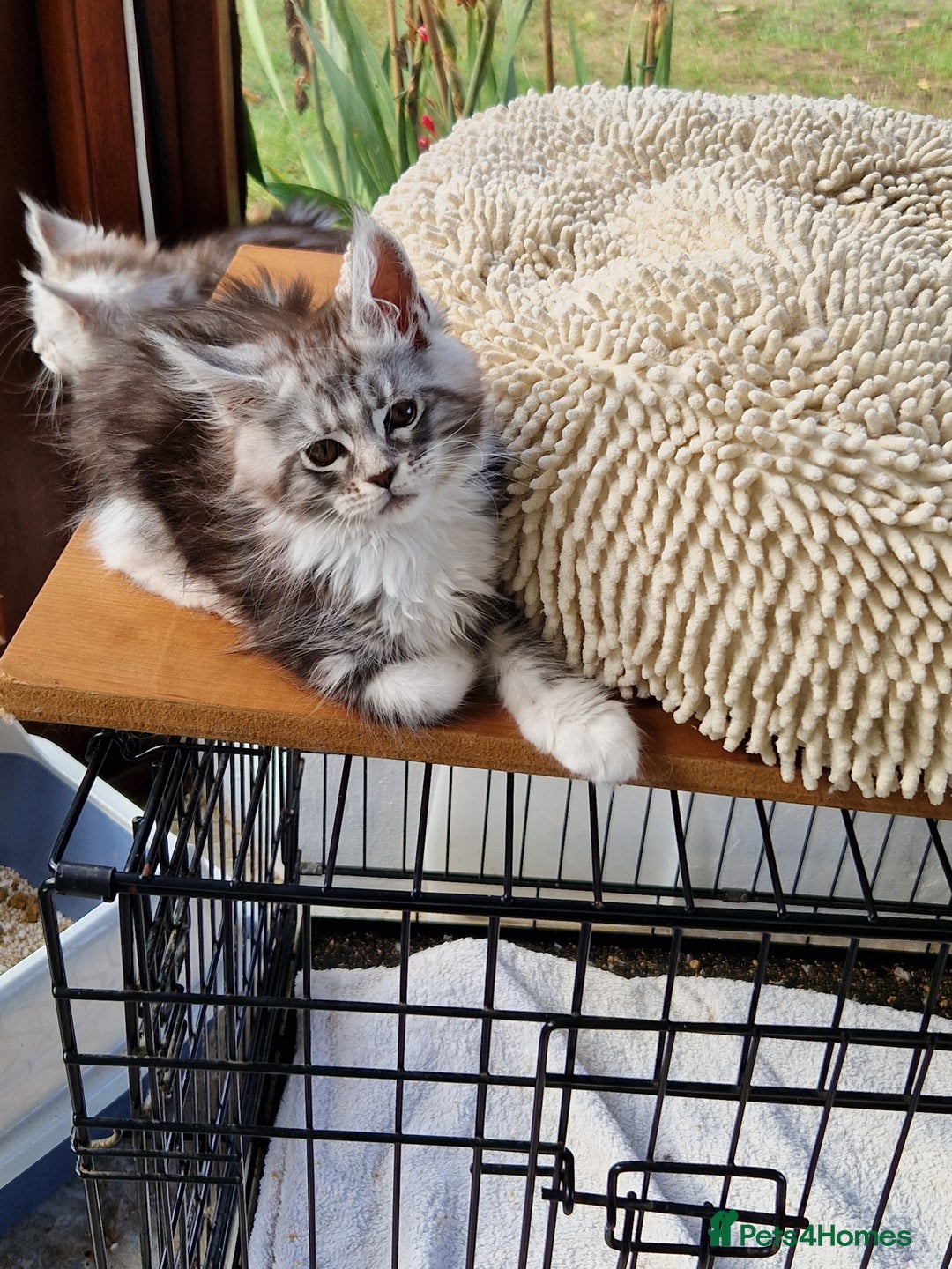 Maine Coon cats for sale: Beautiful maine coon kittens  - Image 12
