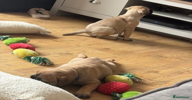 Bullmastiff dogs - Advert 2