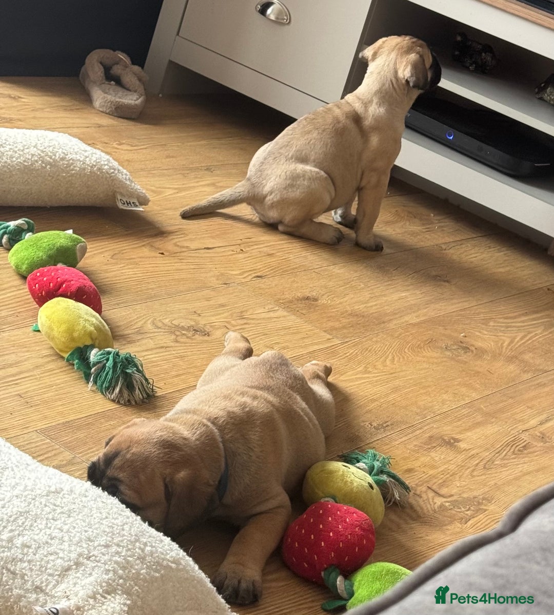 Bullmastiff dogs for sale: Show Quality Bullmastiff Puppies - Image 3