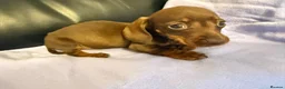 Dachshund dogs for sale: Dachshund puppies - Advert 16