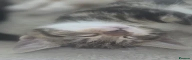 Siberian 1