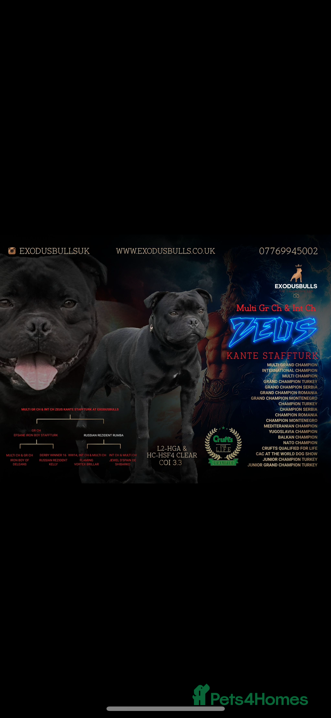 Staffordshire Bull Terrier dogs for sale: Staffordshire bull terrier puppies kc papered - Advert 24
