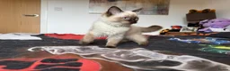 Ragdoll cats for sale: Ragdoll Kittens for Sale - Advert 13