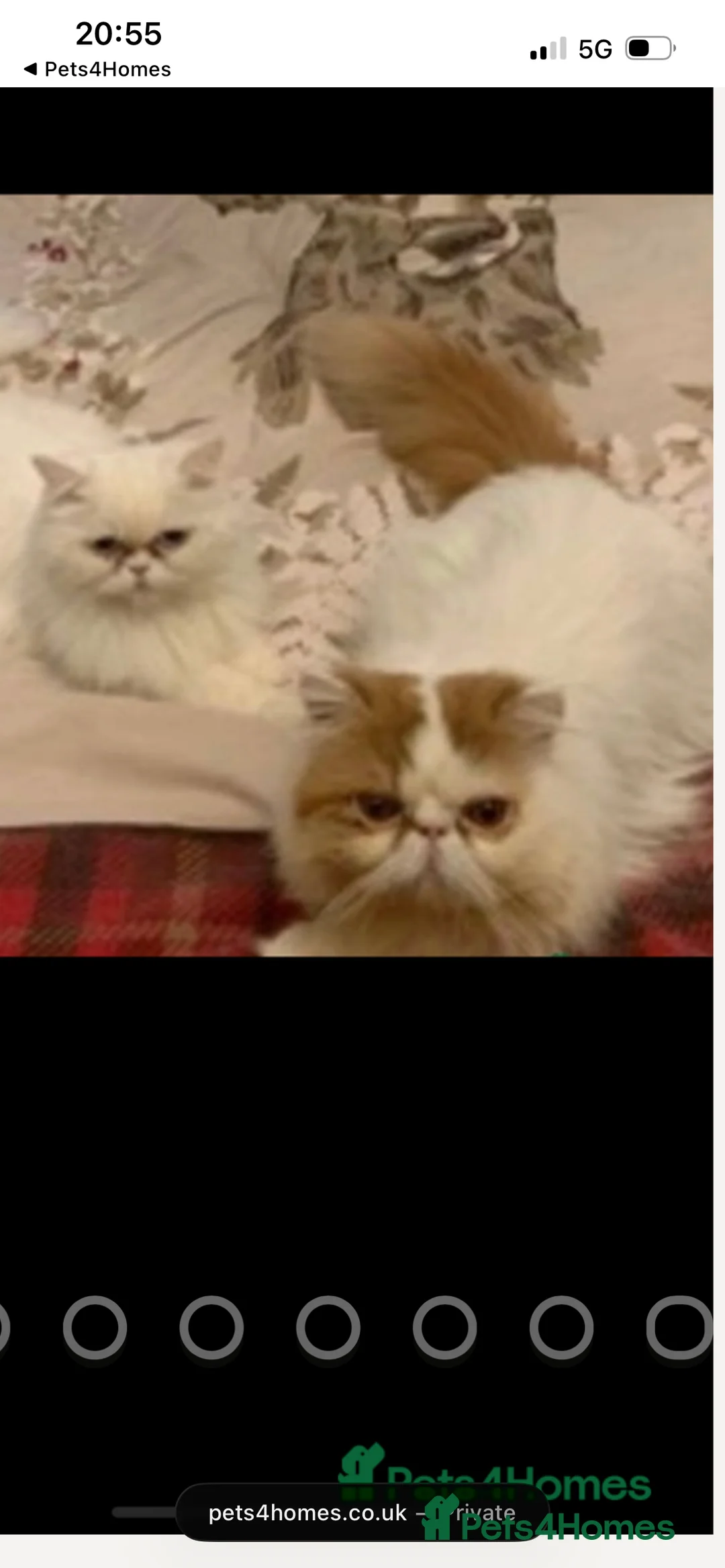 Persian cats for sale: Beautiful Persian kitten - Advert 2