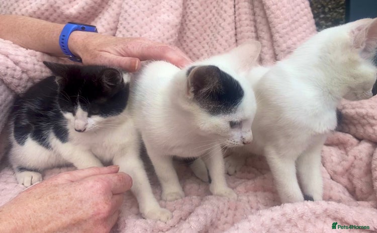Mixed Breed cats - Advert 1