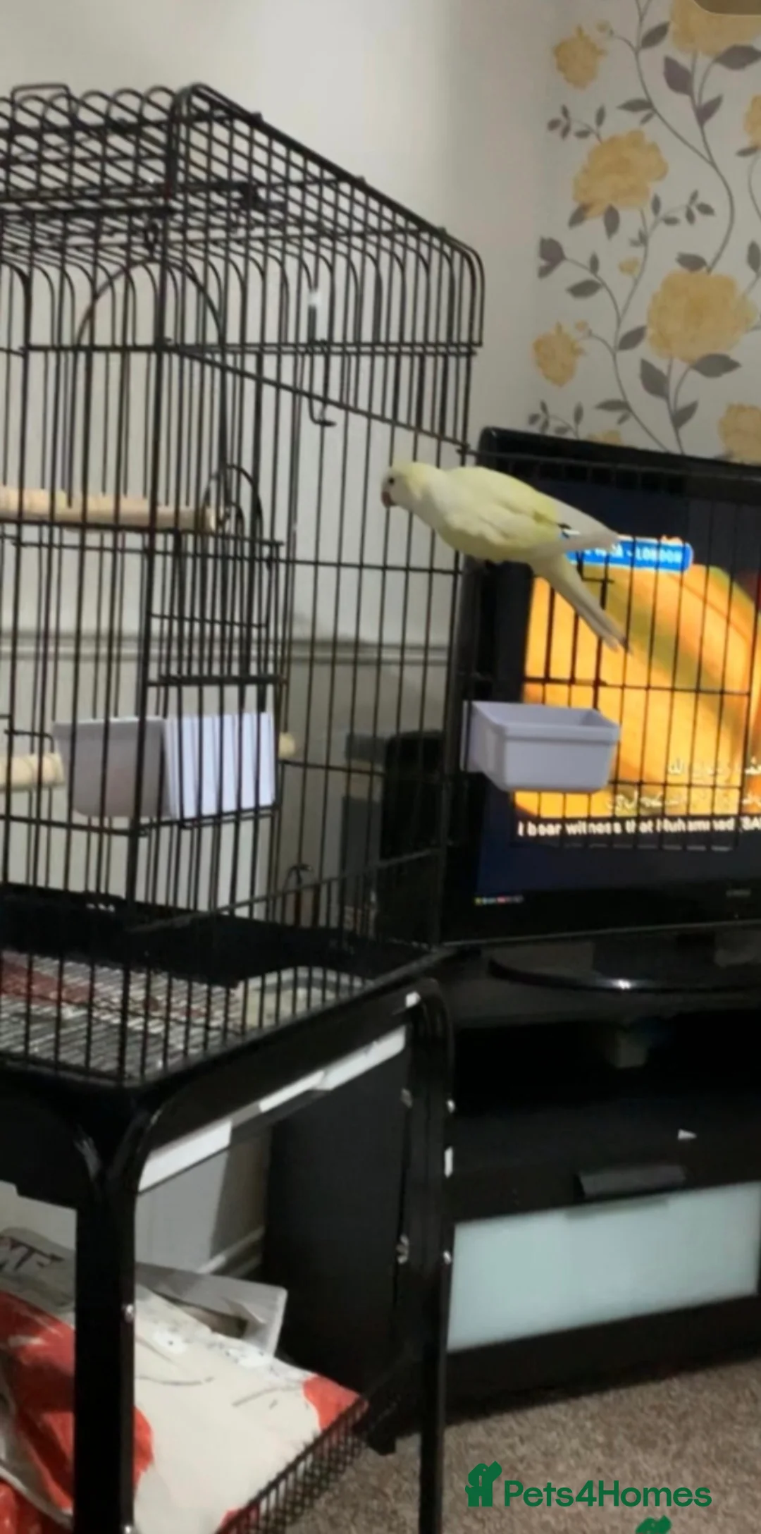 Parrots birds for sale: Quaker Parrot with Cage & Accessories - Advert 6