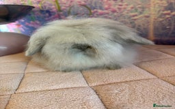 Mini Lion Lop rabbits for sale: Double mane lionlops vaccinated ready 21st Dec - Advert 9