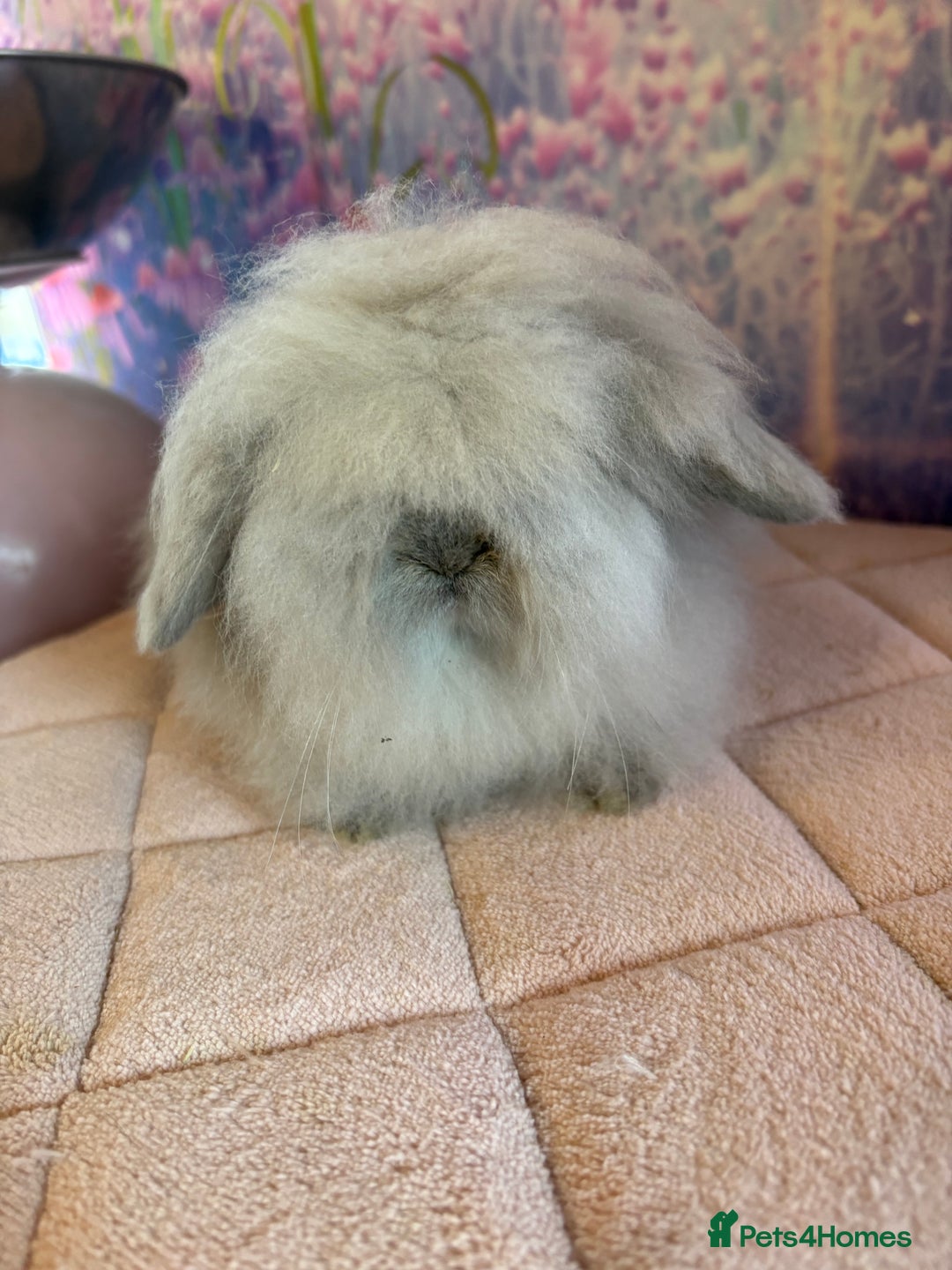 Mini Lion Lop rabbits for sale: Double mane lionlops vaccinated ready 21st Dec - Advert 9