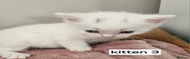 Kitten 3