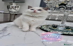 Ragdoll cats for sale: Ragdolls kittens from Chinese bloodline  - Image 9