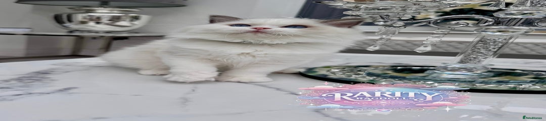Ragdoll Kitten 4