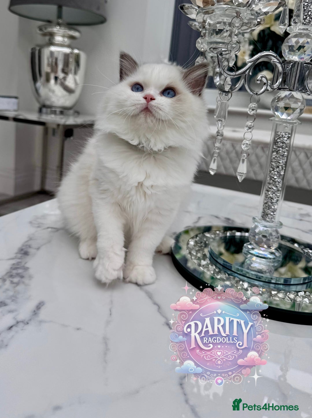 Ragdoll cats for sale: Ragdolls kittens from Chinese bloodline  - Image 9