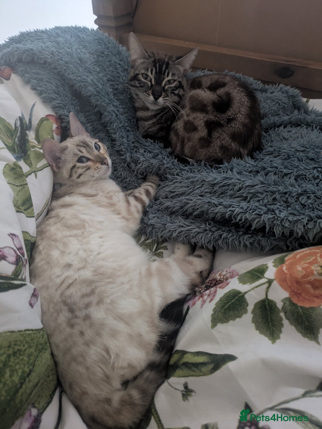 Bengal cats for sale: Beautiful Girl Looking For A New Home - Advert 4