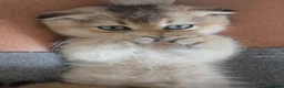 Scottish Fold cats for sale: Scottish fold in Nottingham - Advert 5