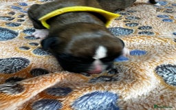 Boxer dogs for sale: Boxer Puppies KC registered  - Image 14