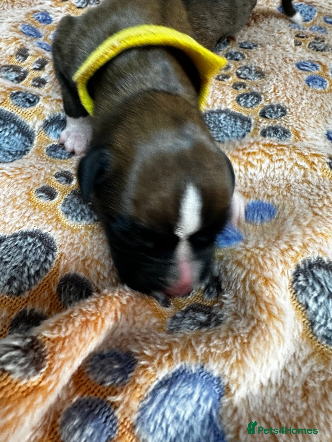 Boxer dogs for sale: Boxer Puppies KC registered  - Image 14